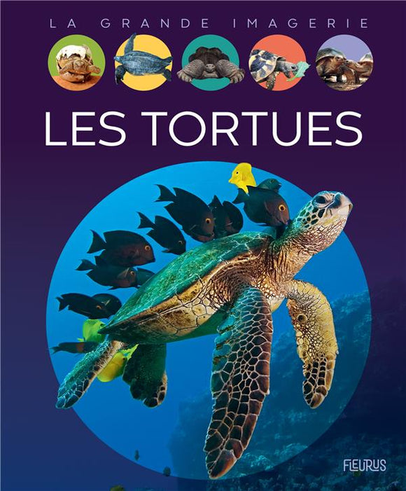 LES TORTUES